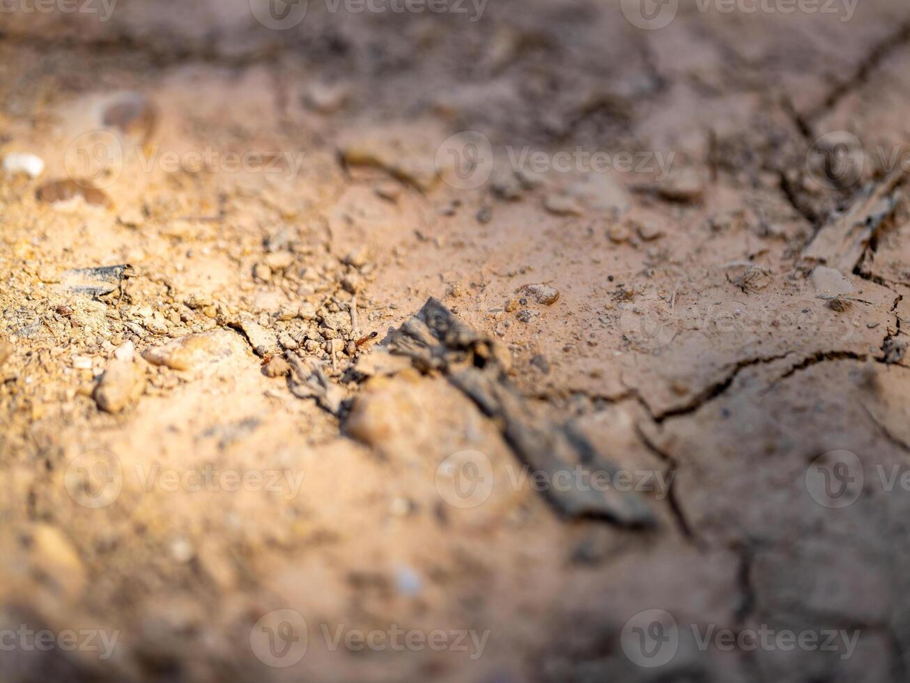 Dry soil conditions in sunny agricultural fields close-up exploration of environmental impact photo
