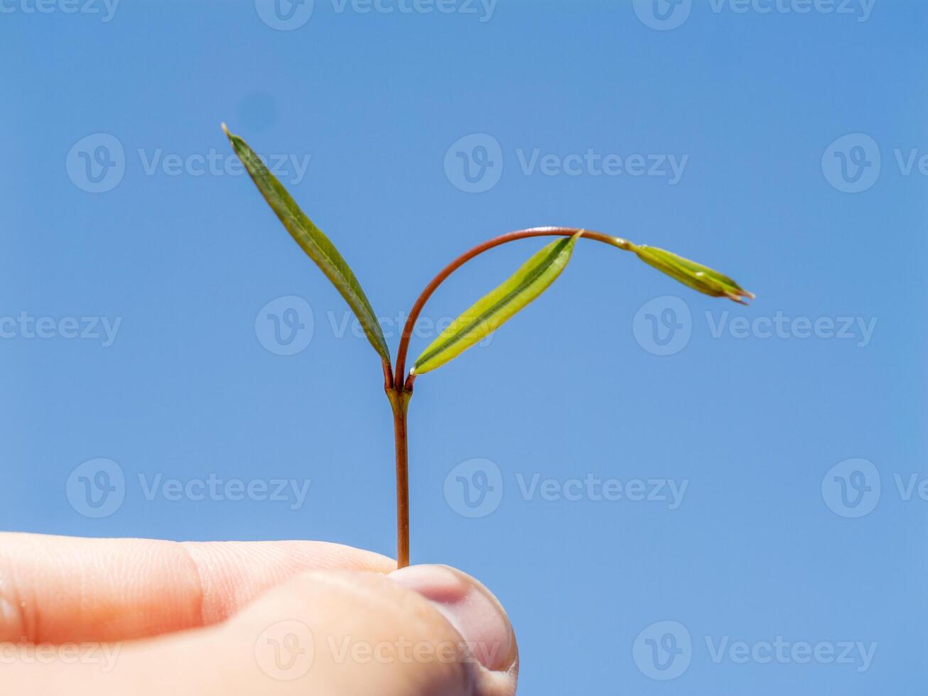 Growing green young plant in hand under clear blue sky nature outdoor environment close-up view photo