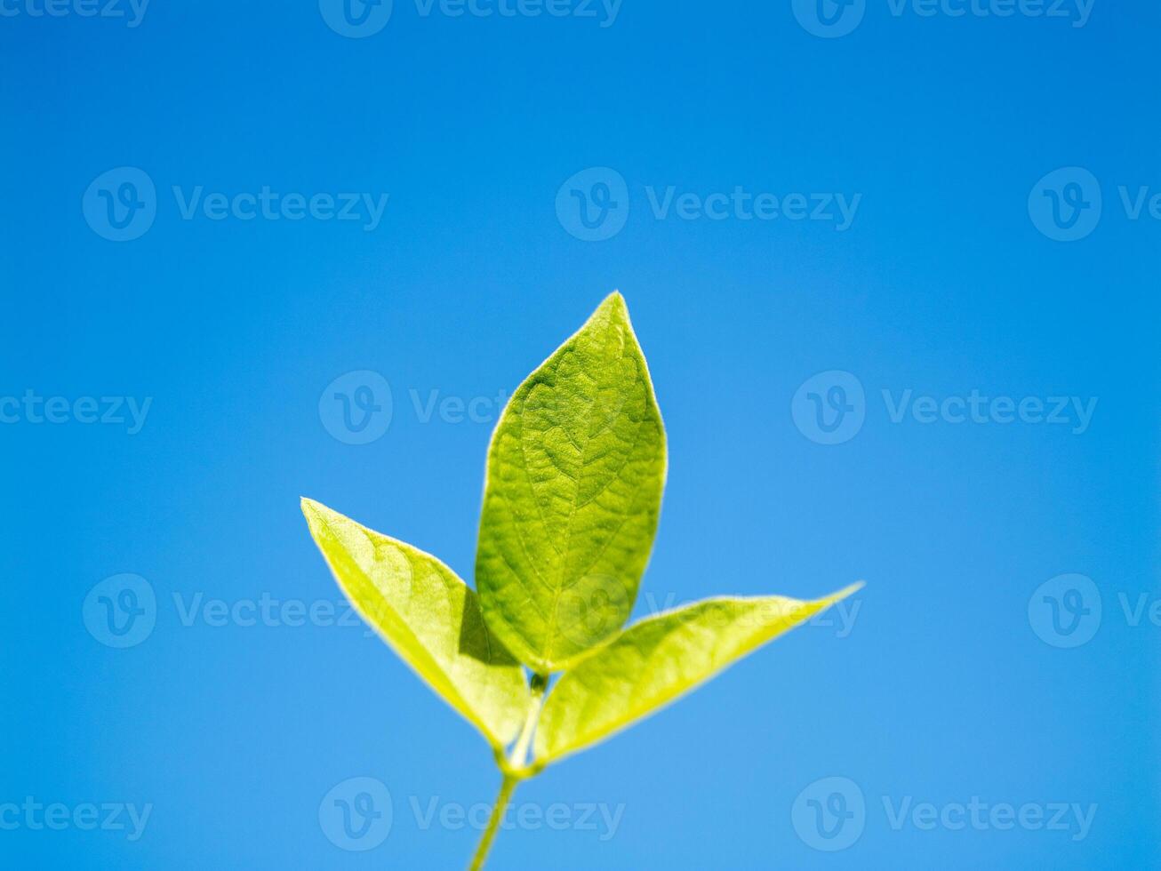 Fresh green leaves growing against clear blue sky nature outdoor close-up vibrant growth photo