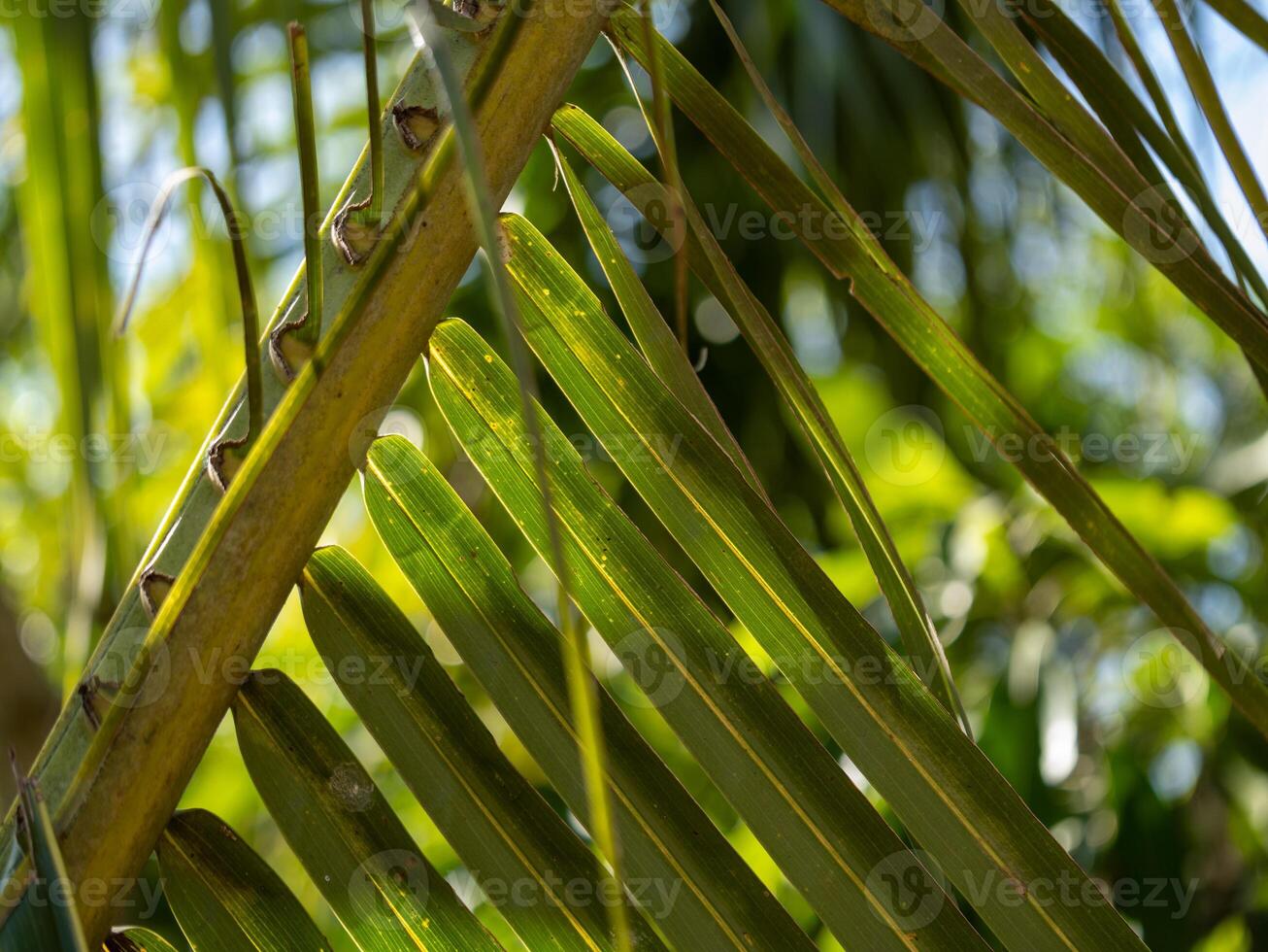 Lush green palm leaves tropical garden nature sunlit environment close-up perspective photo