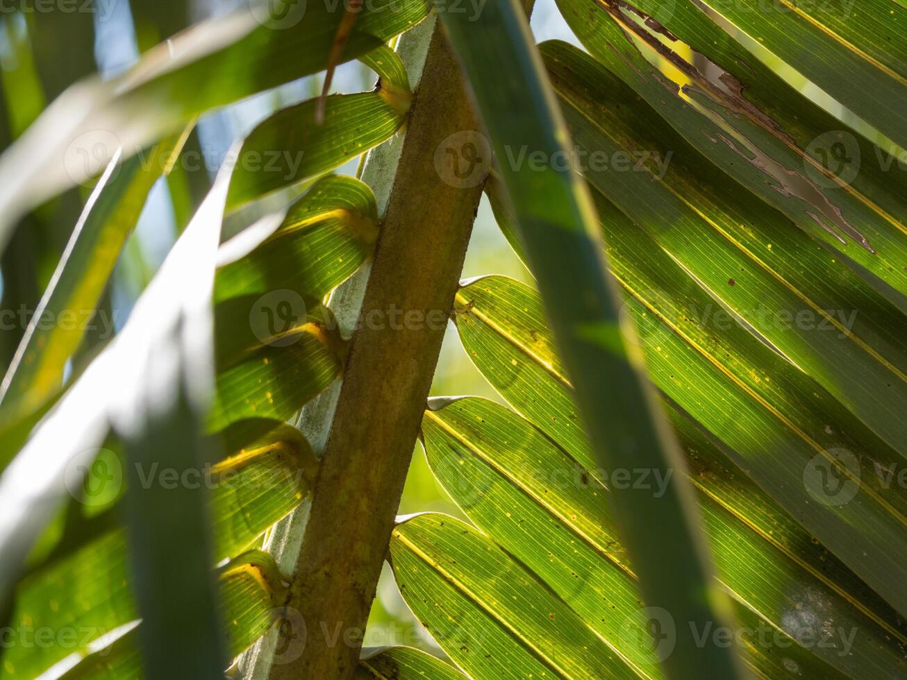 Close-up of sunlit tropical palm leaves in a lush green forest photo