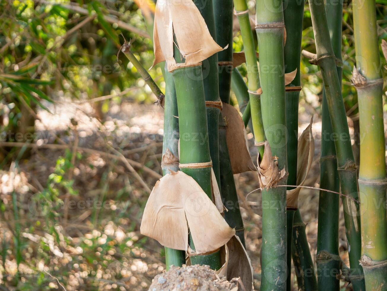 Close-up observation of bamboo growth in tropical forests nature's resilience photo
