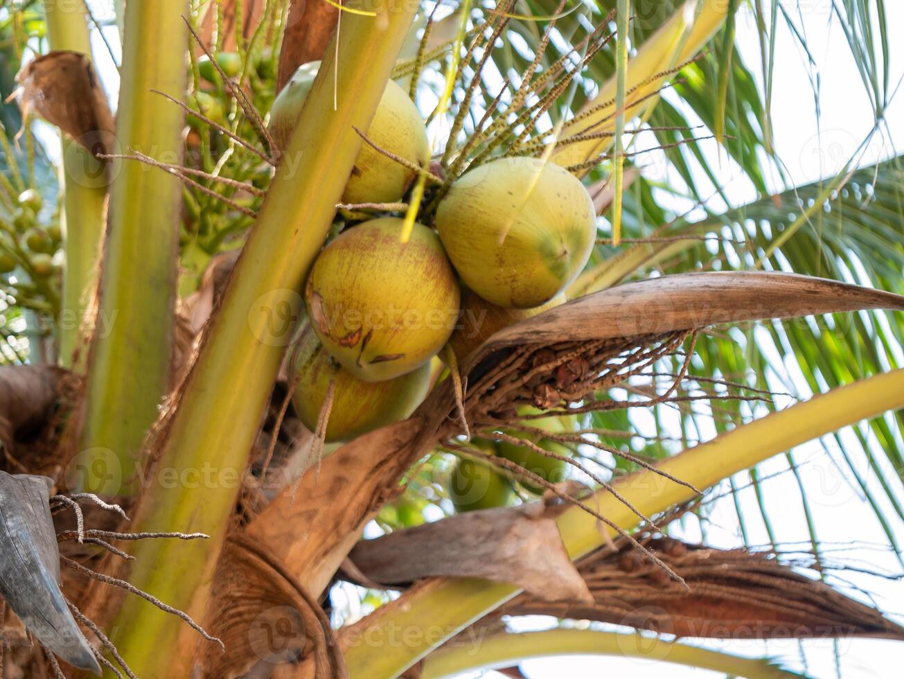 Outdoor agriculture focus coconuts growing palm trees in tropical region photo