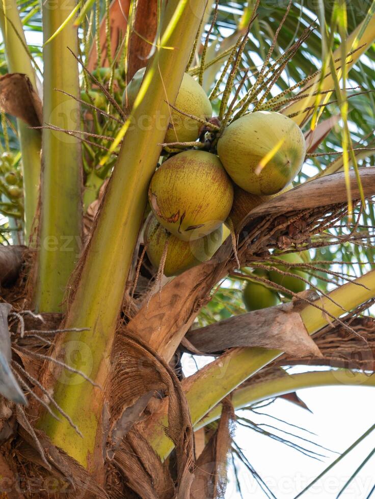 Harvesting green coconuts tropical island nature outdoor setting close-up view sustainable farming photo