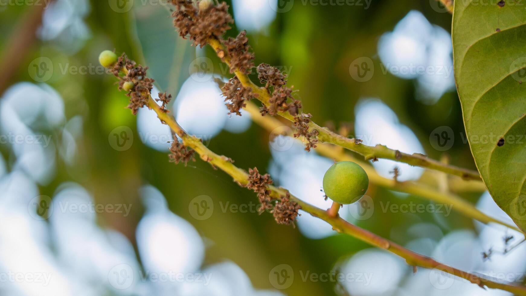 Exploring fruit development stages tree branches in a tropical garden setting photo