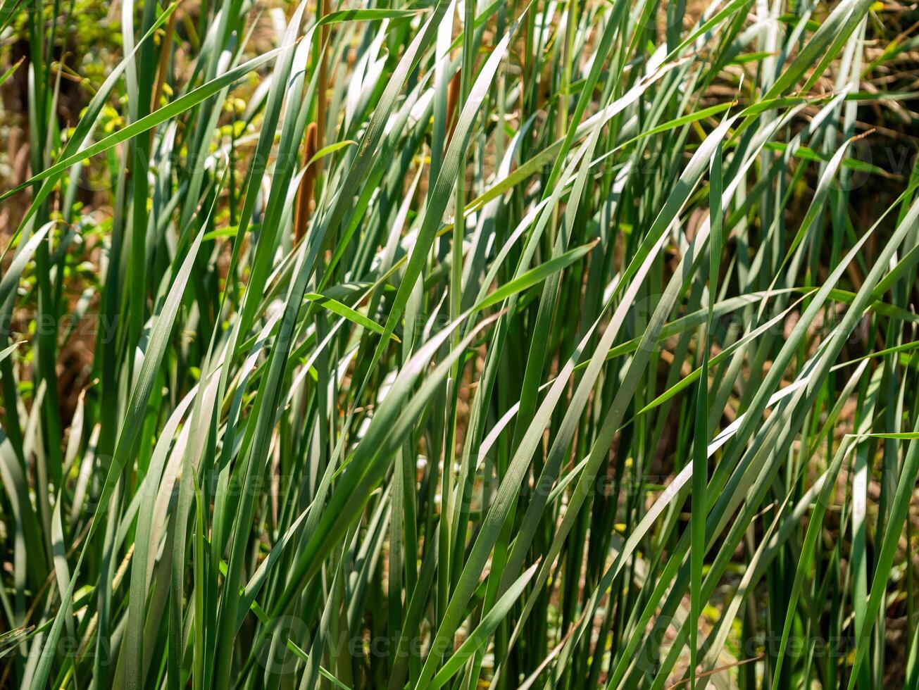 Waving grass dance lush field nature bright environment close-up serenity photo
