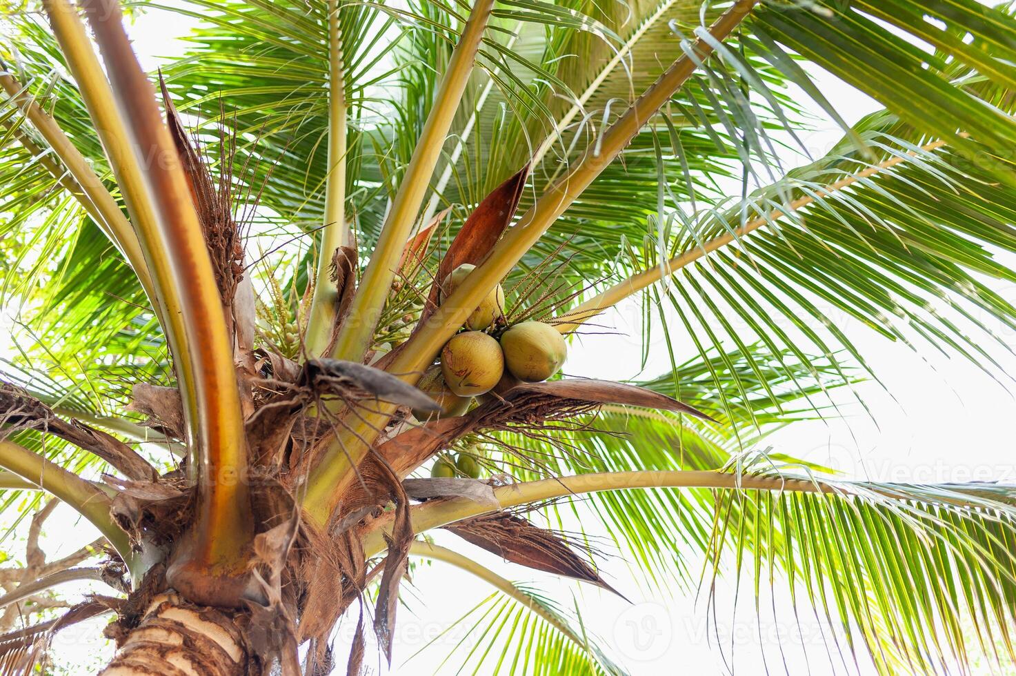 Coconut harvesting process tropical paradise nature lush environment upward viewpoint photo