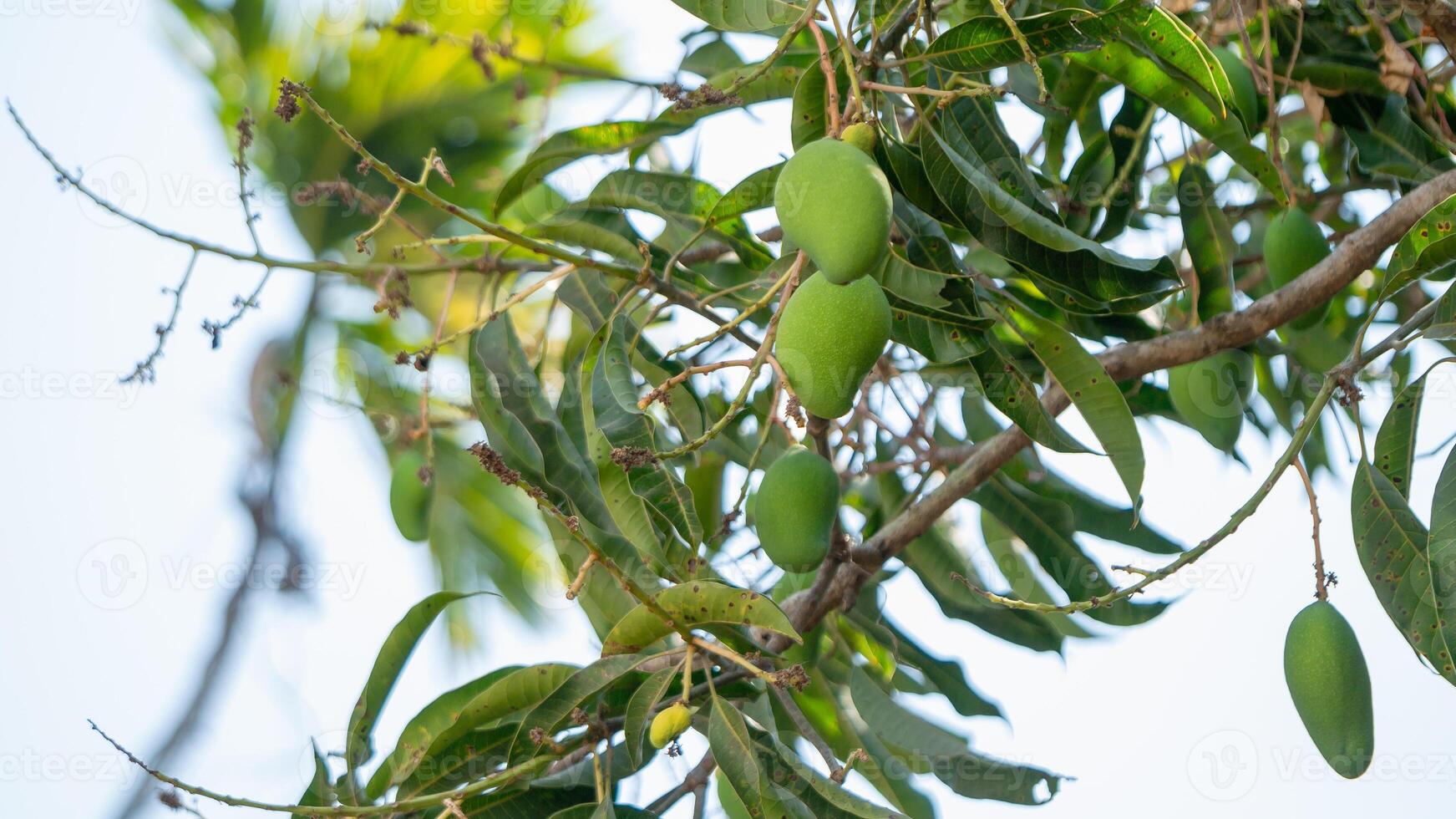 Mango harvesting season tropical orchard nature lush environment close-up fresh produce photo