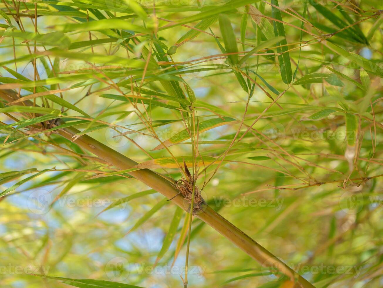 Bamboo growth in nature close-up lush environment vibrant greenery tranquil setting photo