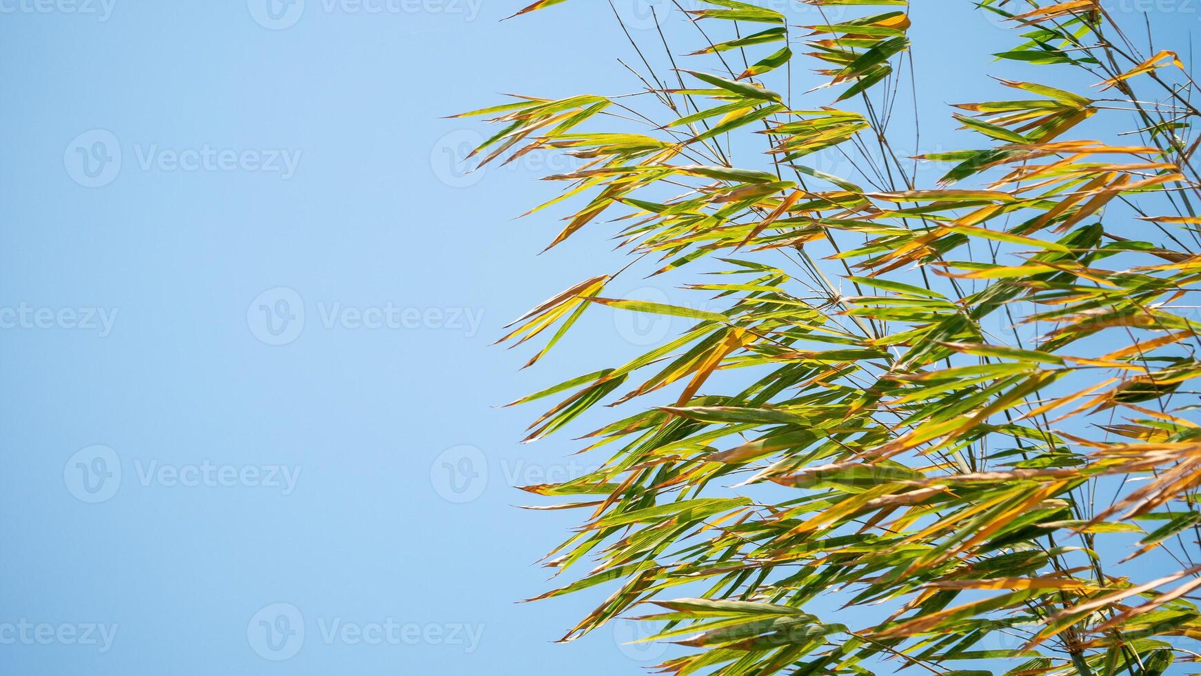 Bamboo leaves swaying in the breeze outdoor nature scene lush green environment tranquil view photo