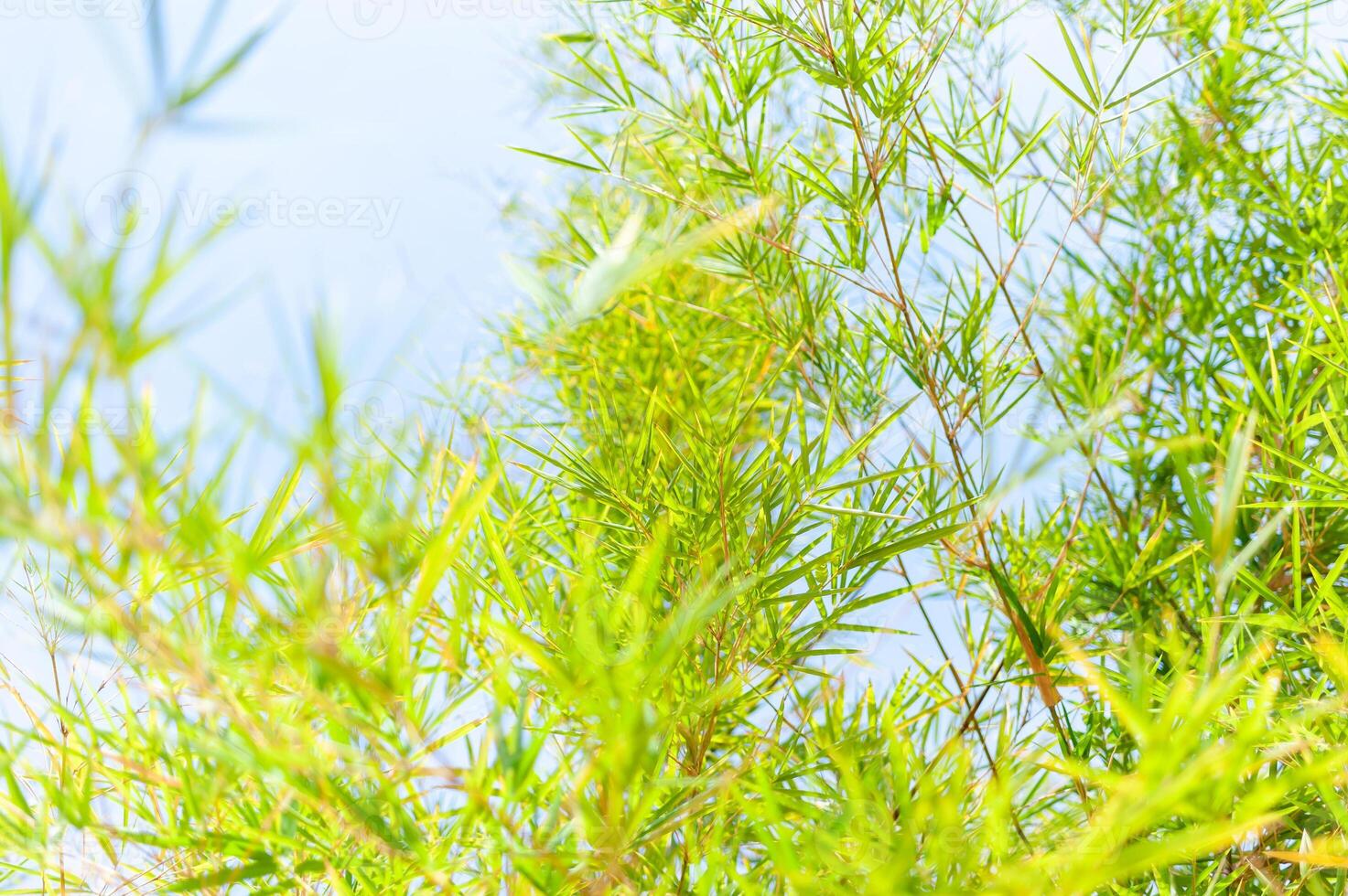 Vibrant green bamboo growth nature setting plant lush environment close-up view tranquil aesthetic photo