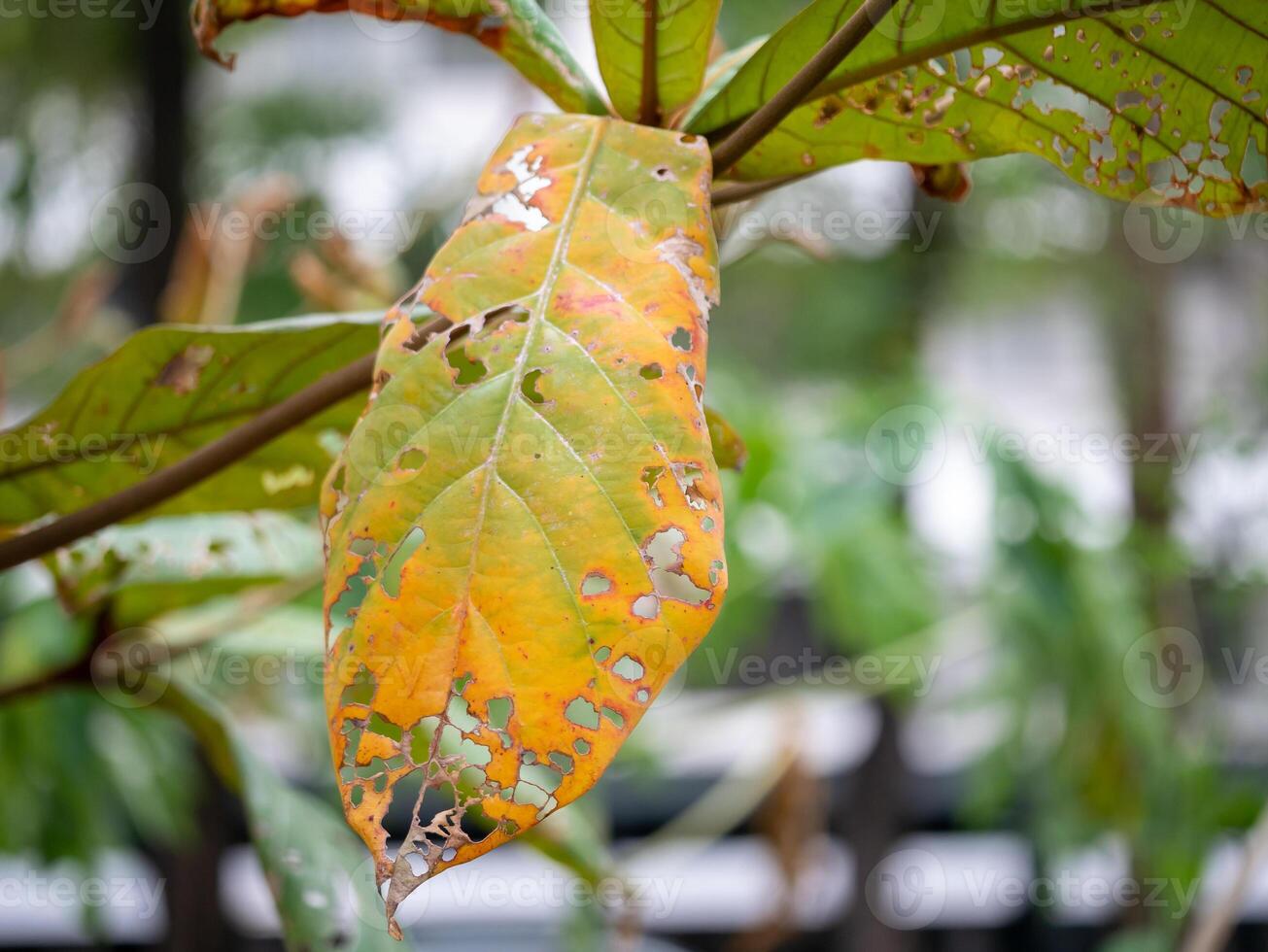 Fallen leaf decay urban park nature autumn setting close-up view natural beauty photo