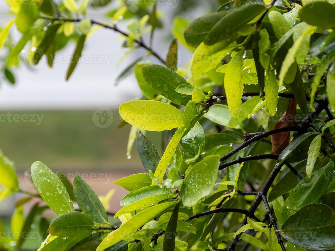 Refreshing rain-drenched green leaves nature outdoor setting close-up view photo