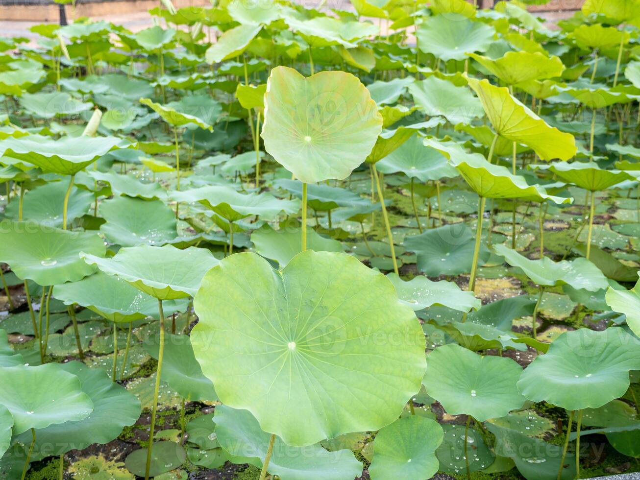 Lush lotus plants blooming in tranquil pond nature scene serene environment elevated view photo
