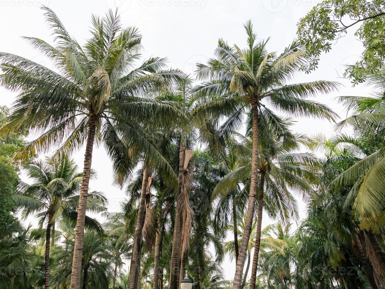 Lush palm trees swaying tropical garden nature serene environment upward view relaxation concept photo