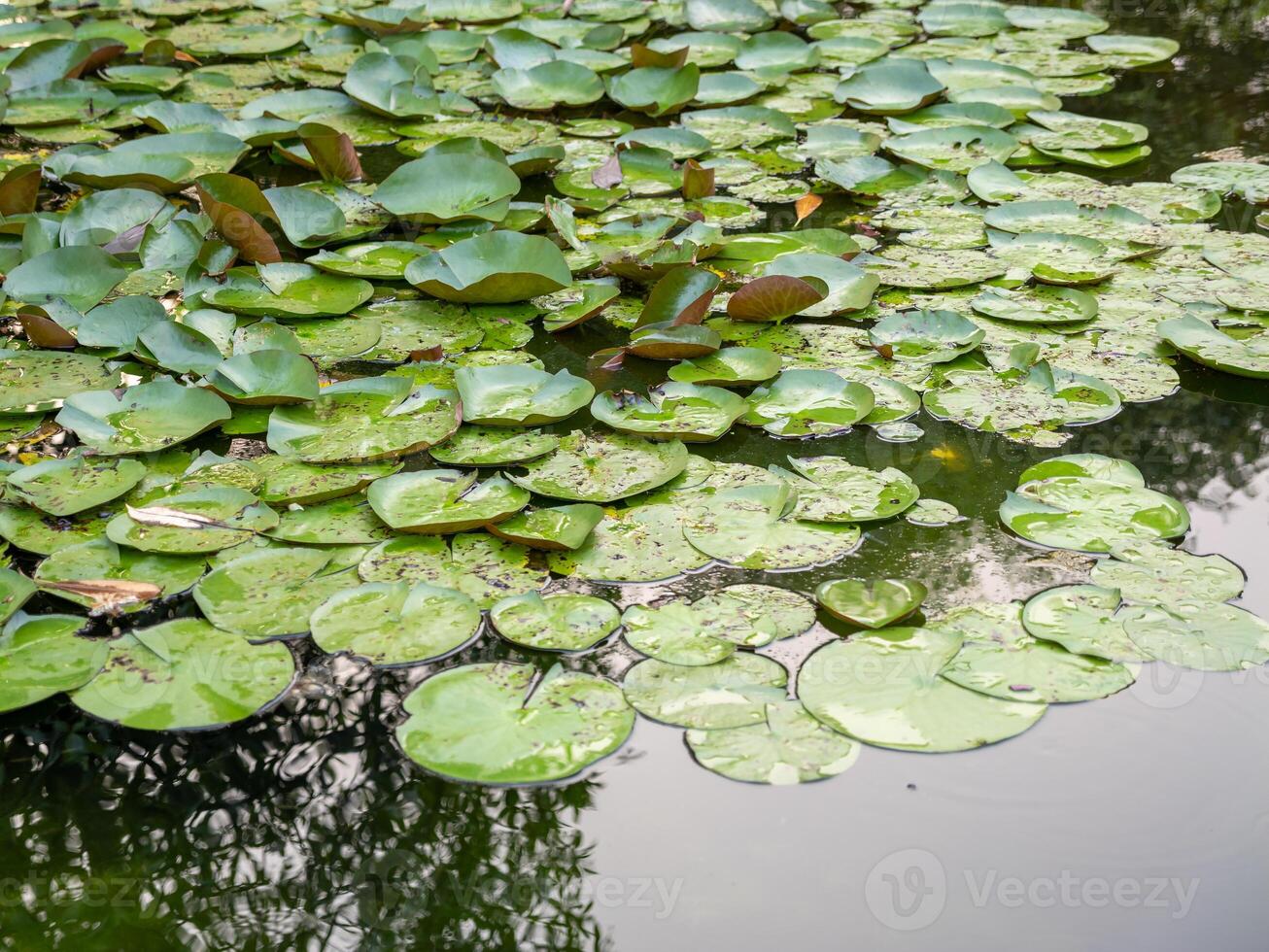 Lily pads floating gracefully in tranquil pond nature scene calm water reflection photo