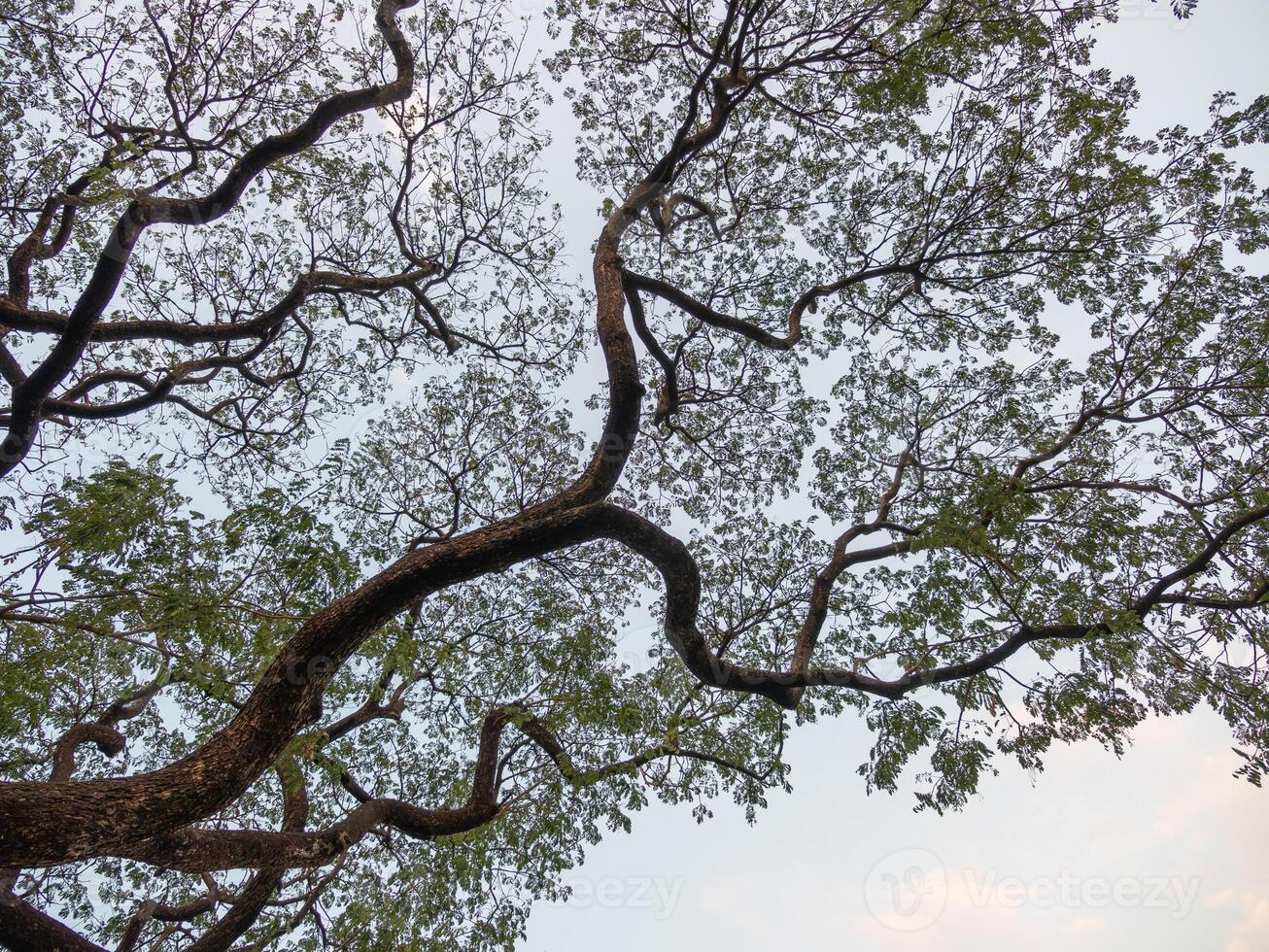 Nature's intricate canopy trees stretching skyward tranquil outdoor setting low angle view photo