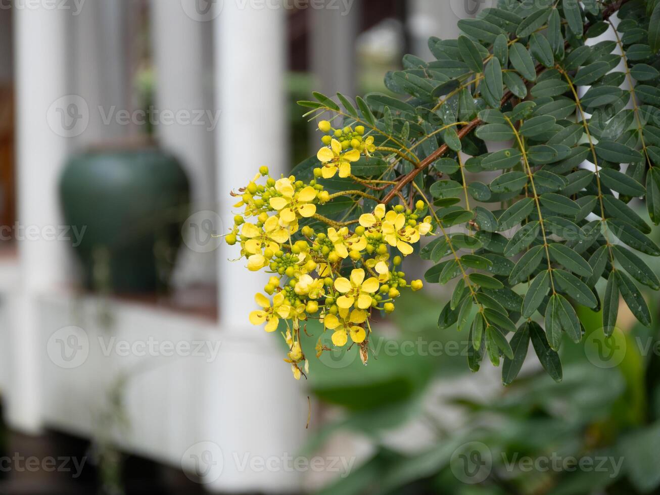 Beautiful yellow flowers blooming a garden nature peaceful environment close-up view photo