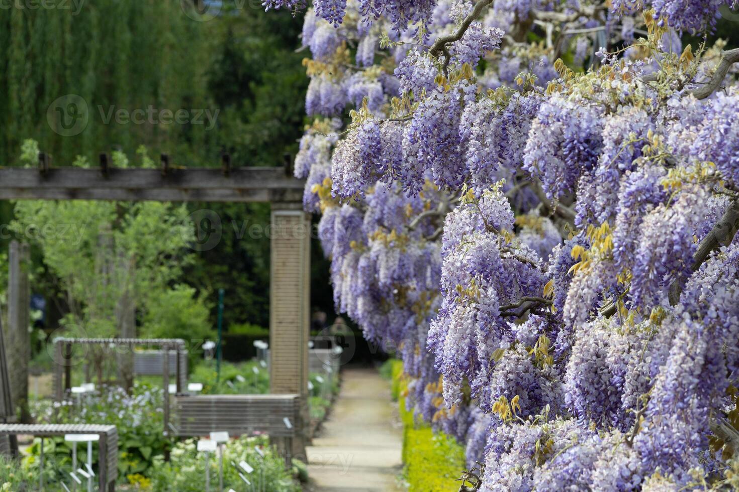 Blooming Wisteria Vine Framing Serene Garden Pathway in Springtime photo
