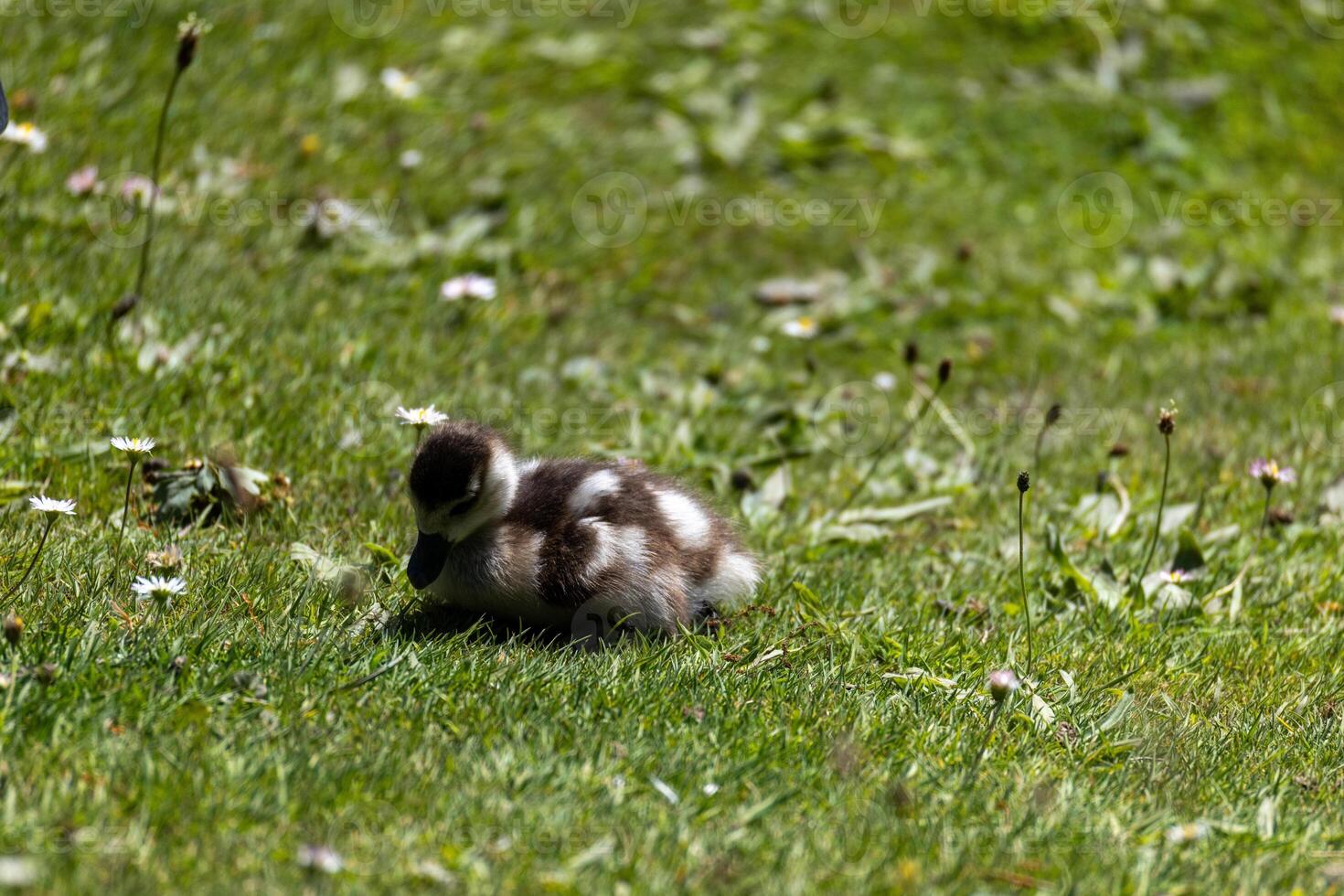 Duckling Resting on Green Grass photo