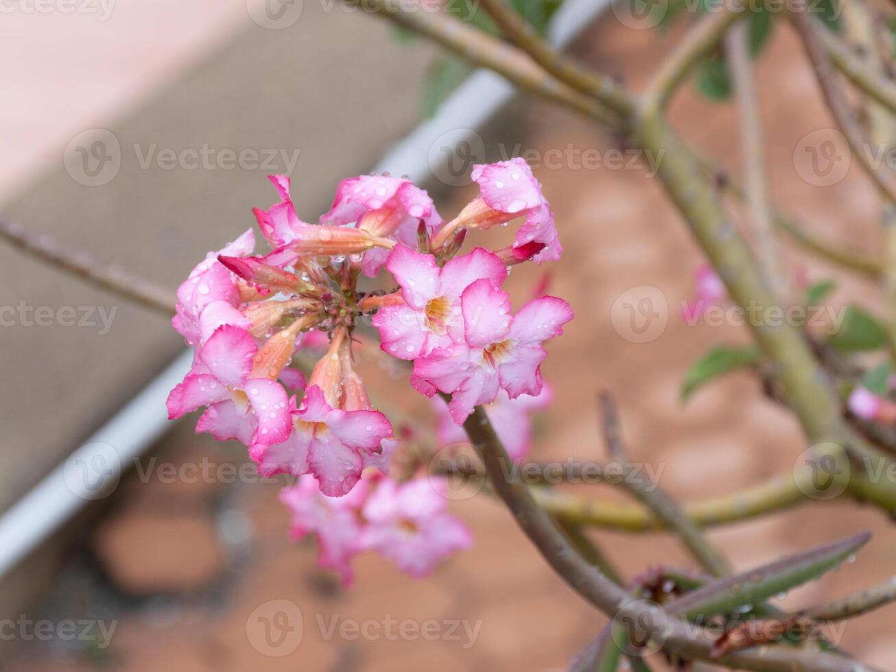 Delicate pink flowers blooming a botanical garden a close-up view of floral beauty photo