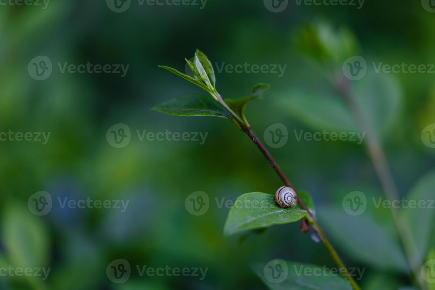 Snail on Leaf in Greenery photo