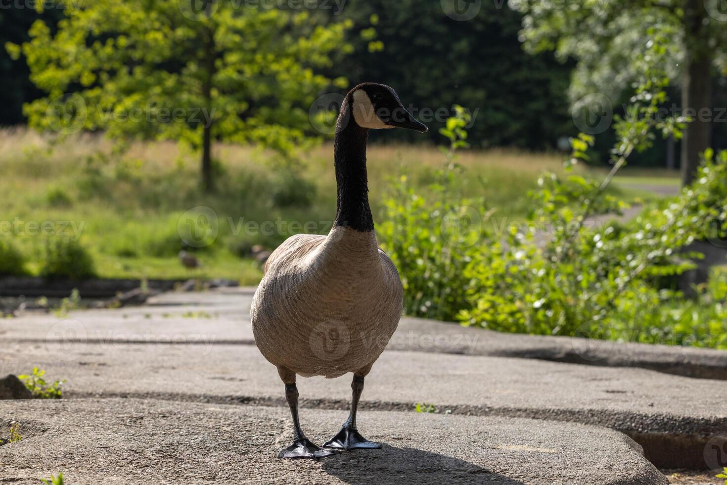 Goose on Concrete Pathway photo