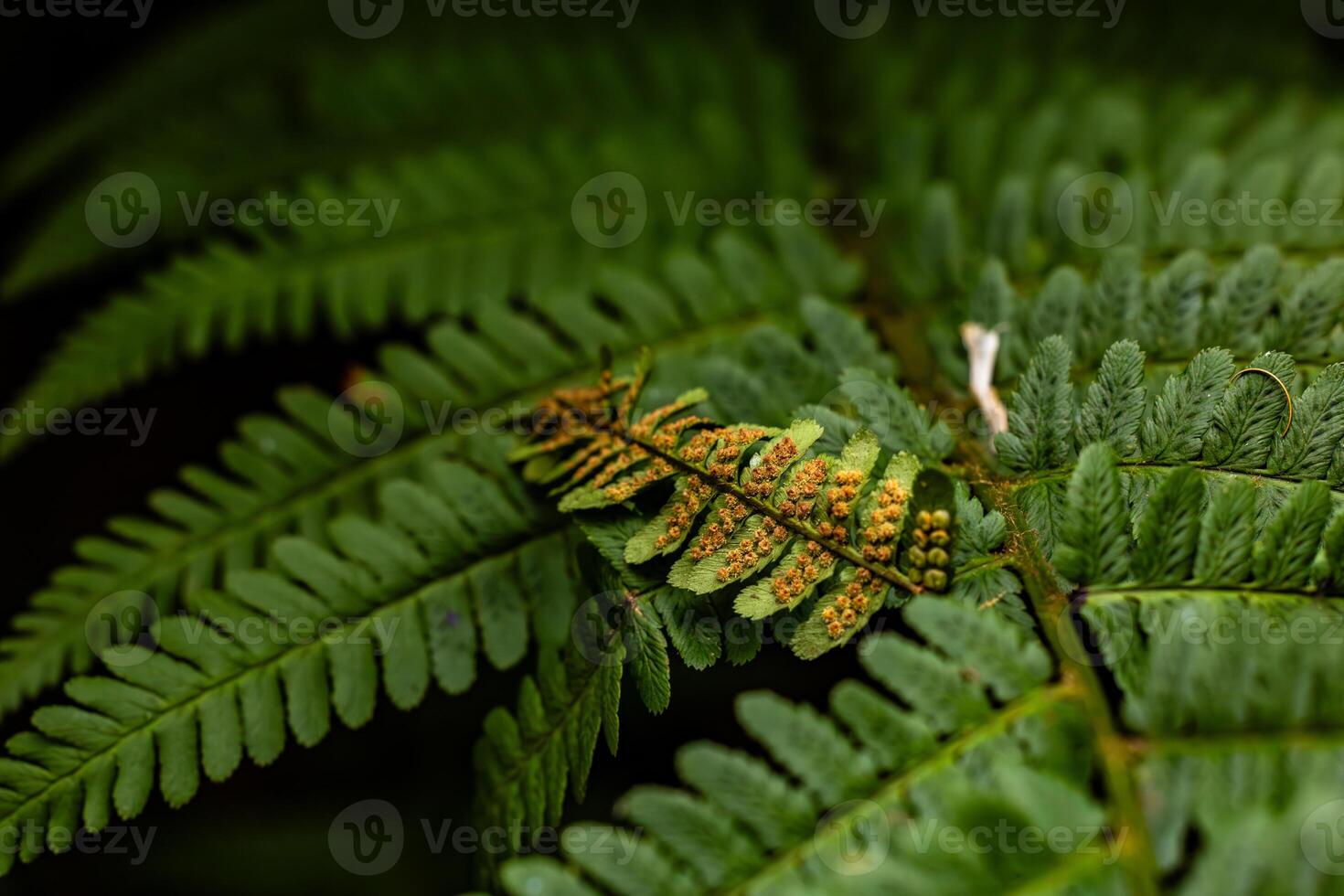 Closeup of Fern Leaves with Spores photo