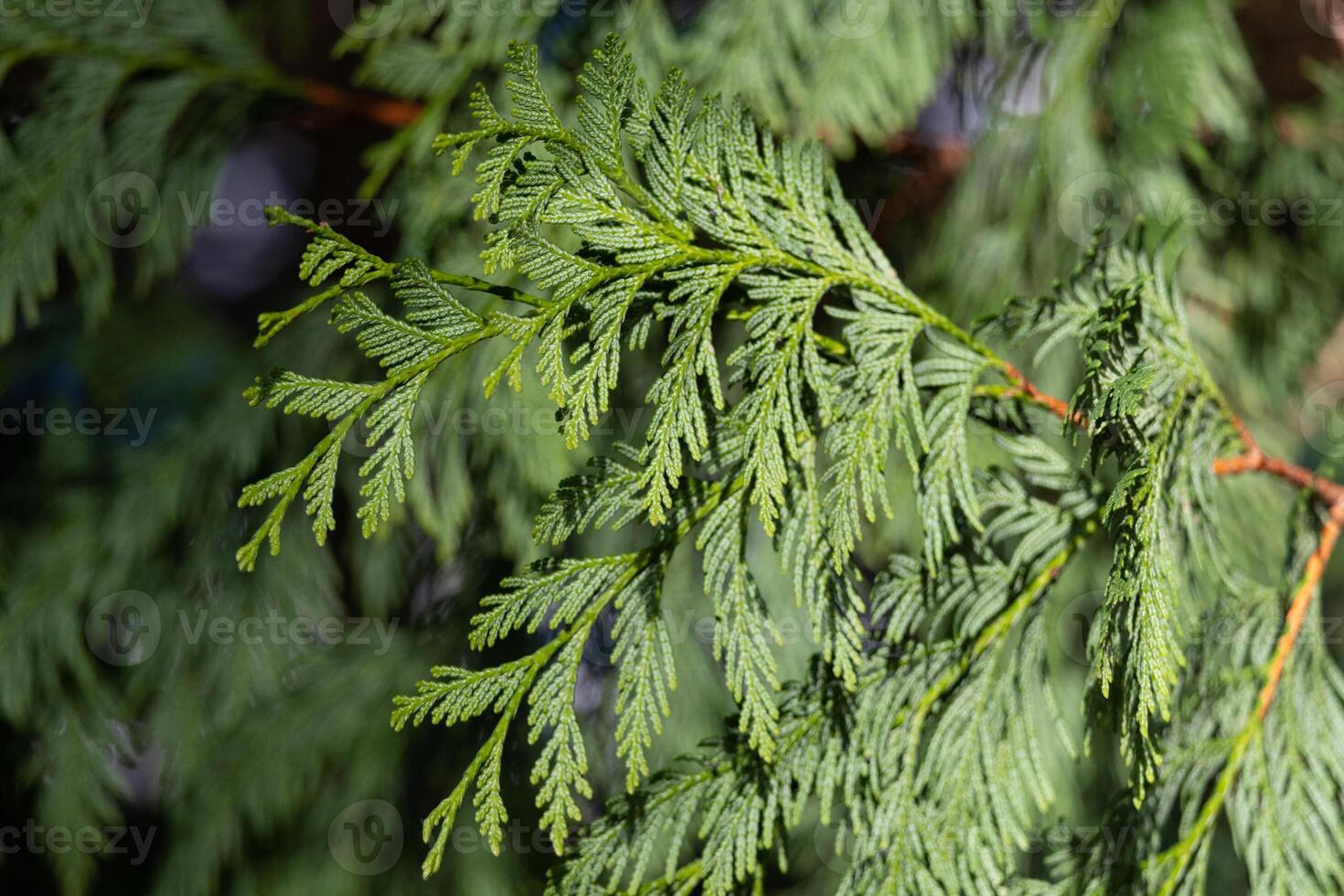 Close-Up of Evergreen Cedar Branch with Sunlit Green Needles photo