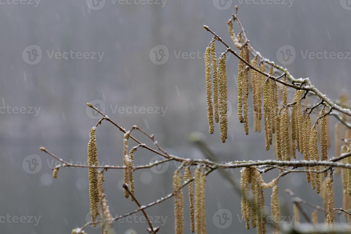 Delicate Frost-Covered Winter Hazelnut Catkins in a Gentle Snowfall photo