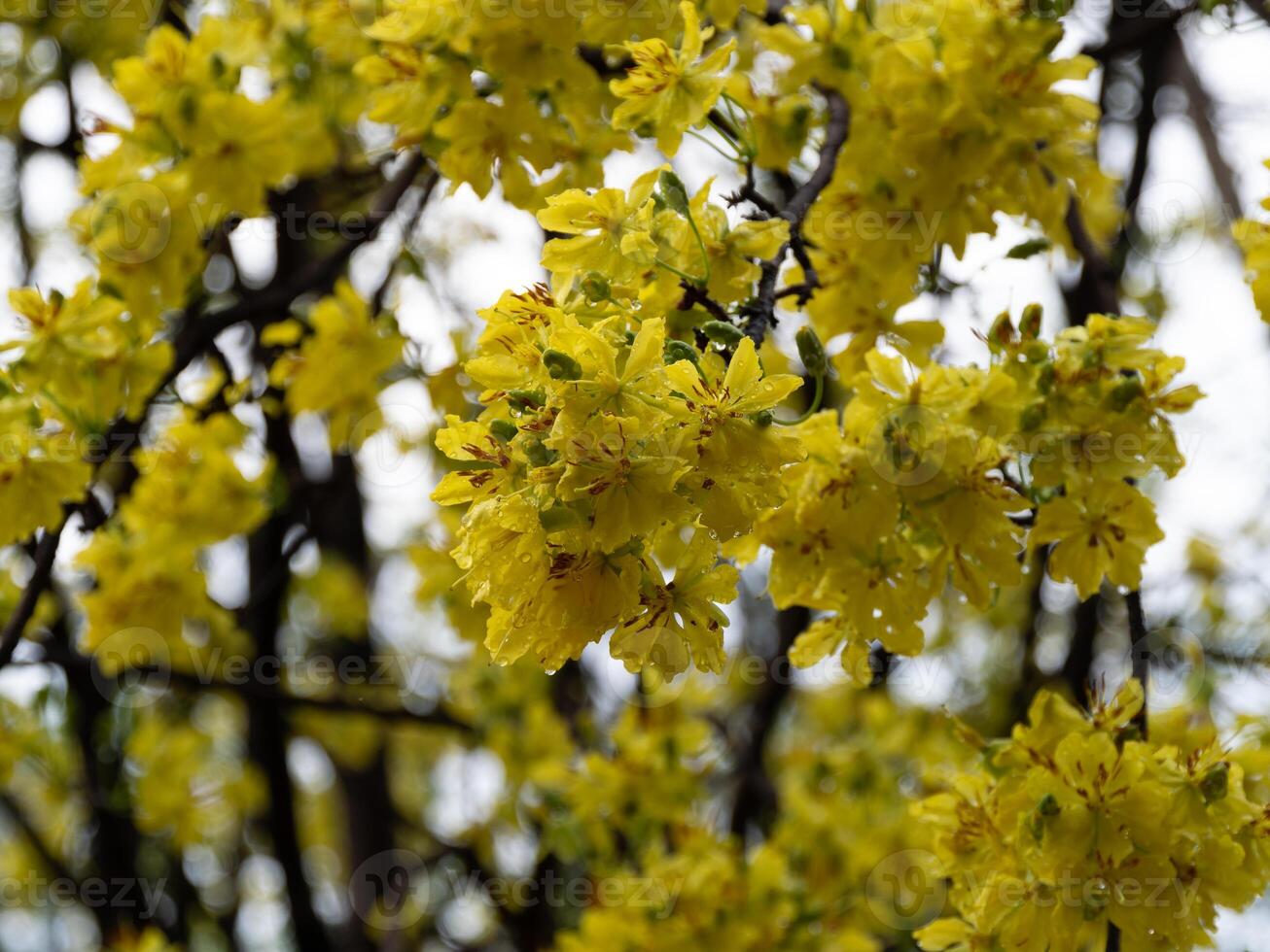 Blooming yellow blossoms nature scene close-up spring environment vibrant viewpoint photo