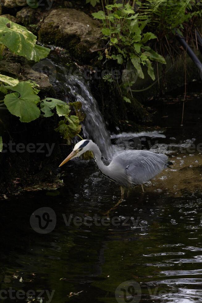 Graceful Heron Wading by Lush Waterfall in Serene Woodland Stream photo