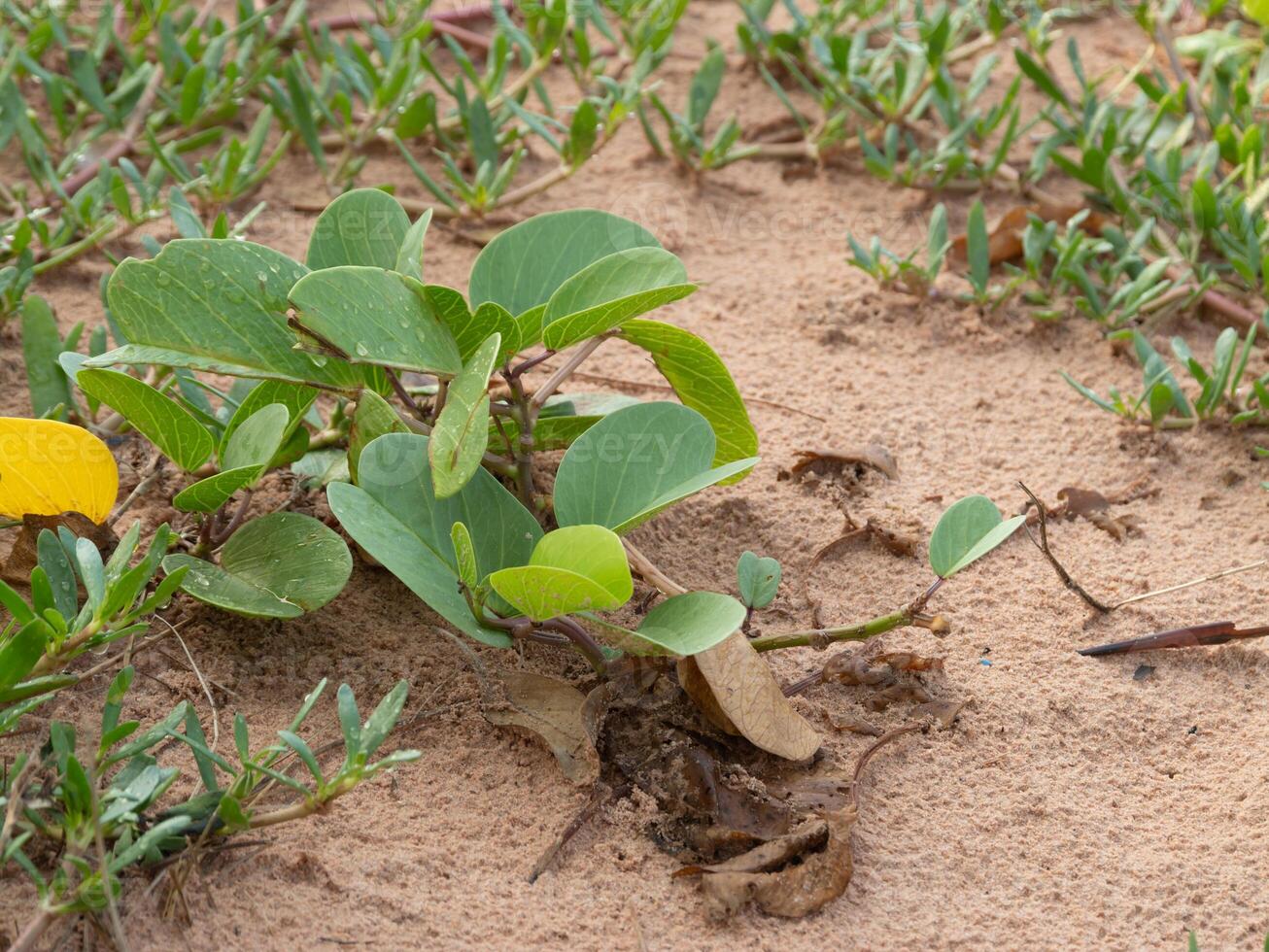 Plant growth process sandy soil nature setting close-up view botanical concept photo