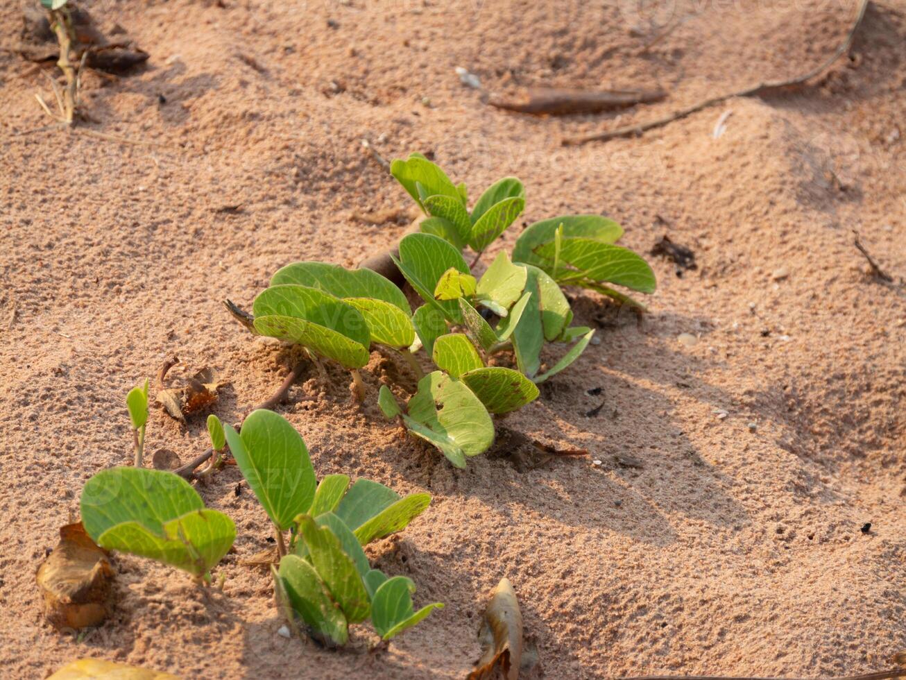 New growth of plants sandy soil desert environment nature close up perspective photo