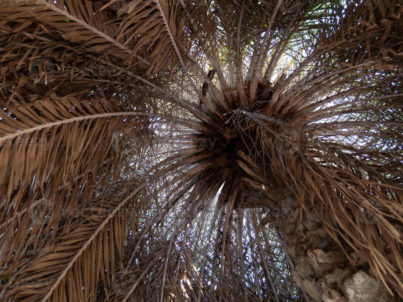 Exploring the intricate beauty of palm trees tropical forest nature upward view serenity photo