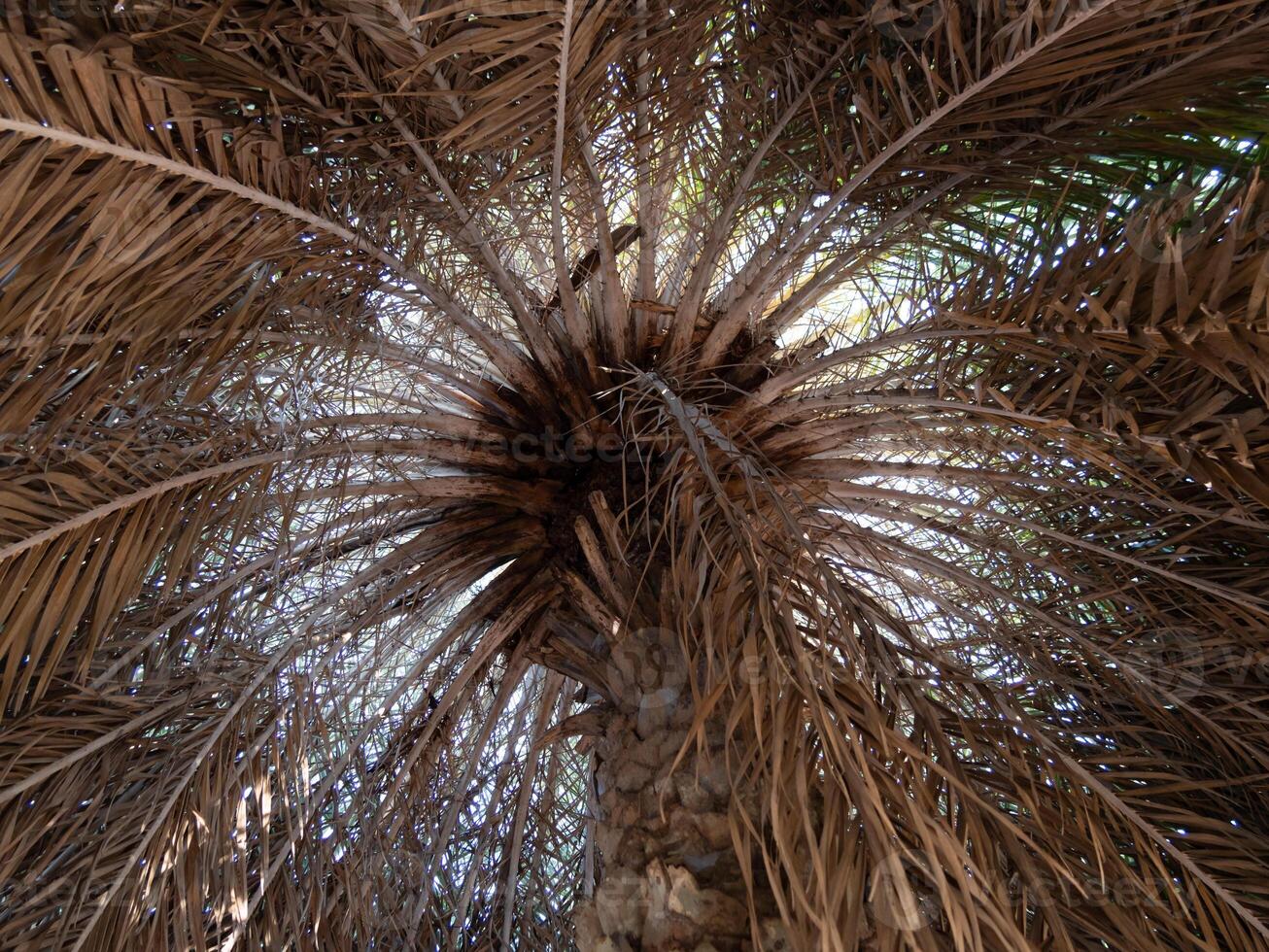 Palm tree canopy tropical location nature sunlit environment ground perspective botanical beauty photo