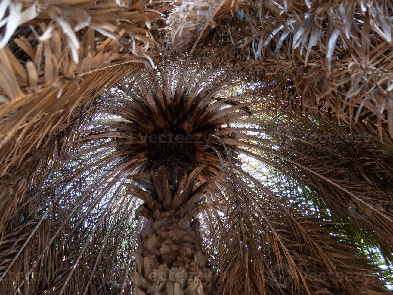 Tropical serenity exploring nature's beauty beneath palm tree canopies photo