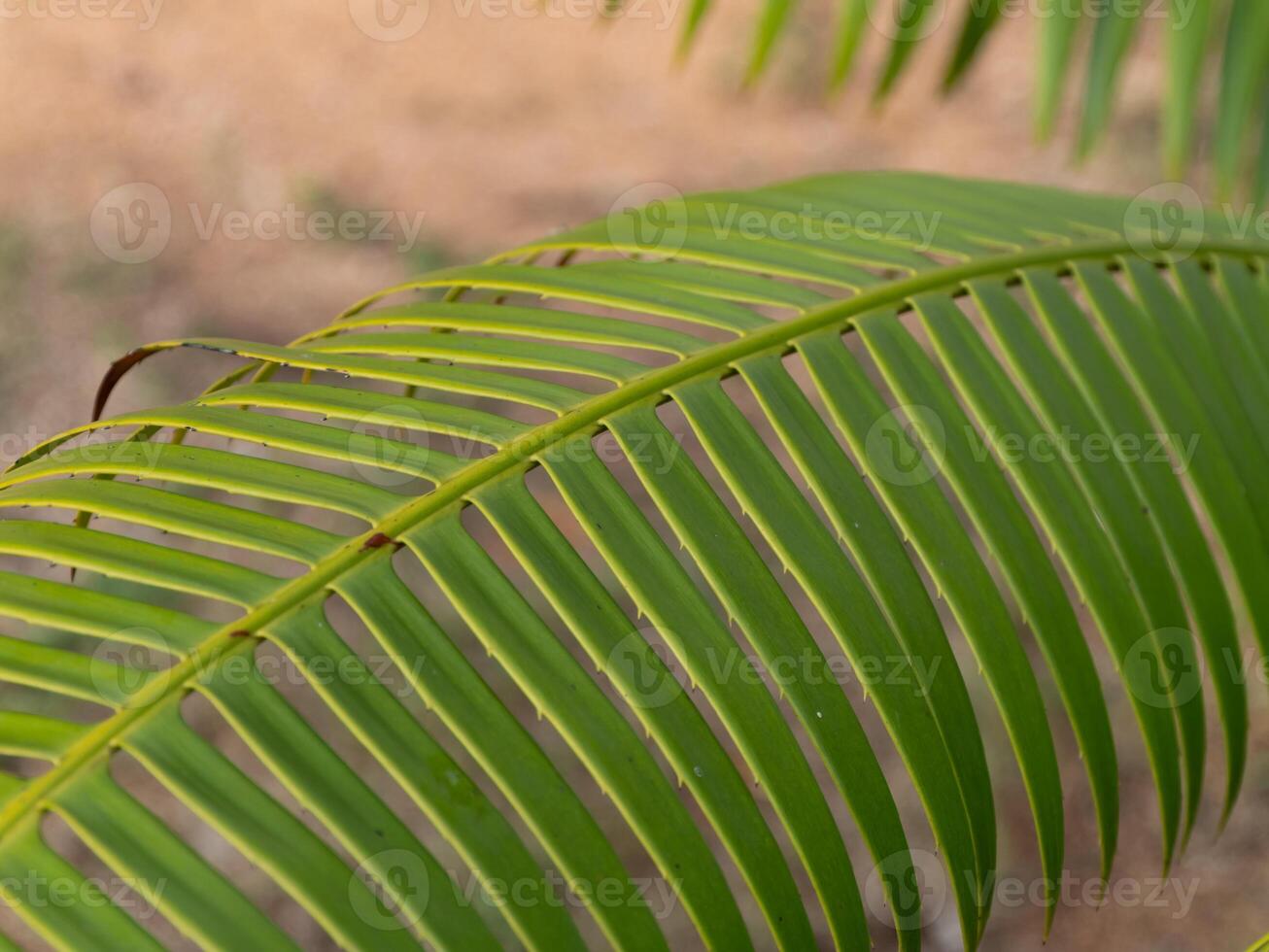 Exploring nature's beauty close-up of a vibrant green palm leaf tropics photo