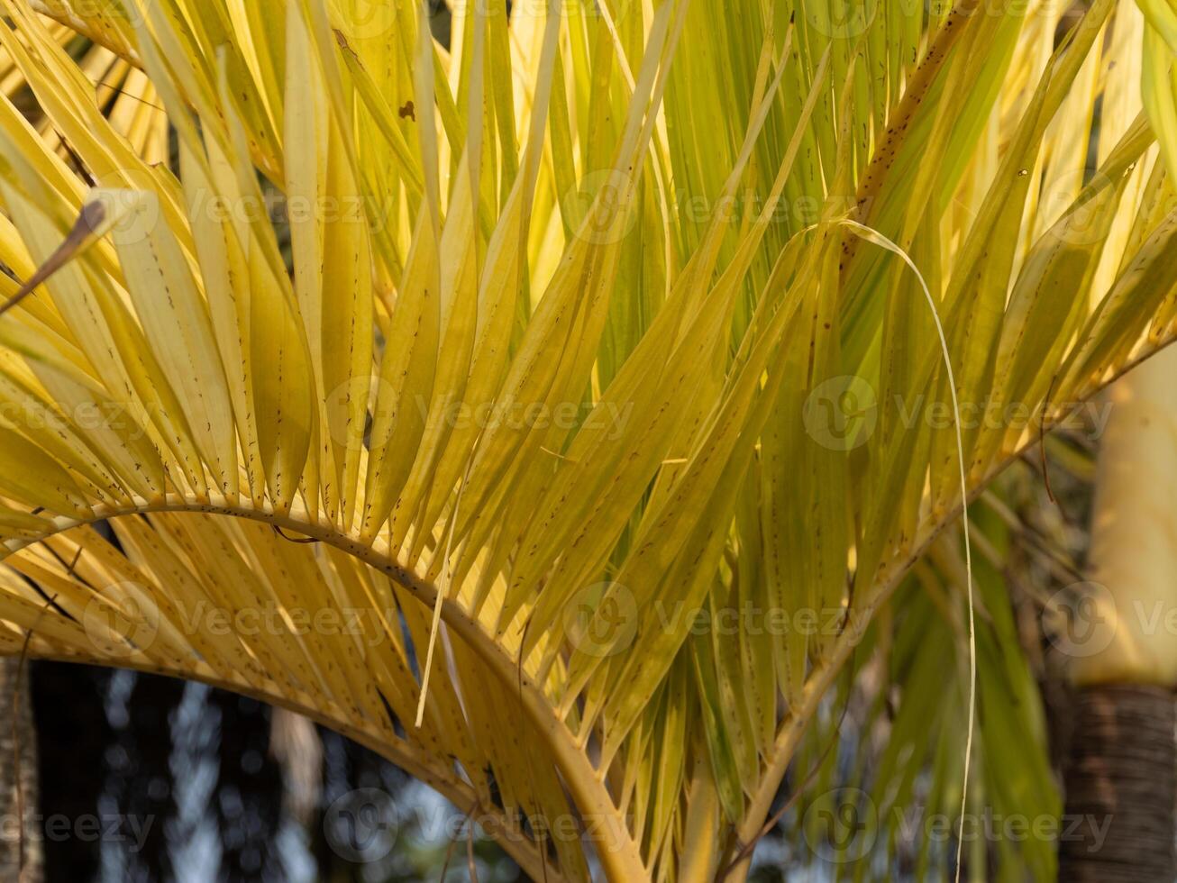 Vibrant yellow palm leaves tropical garden nature lush environment close-up perspective photo