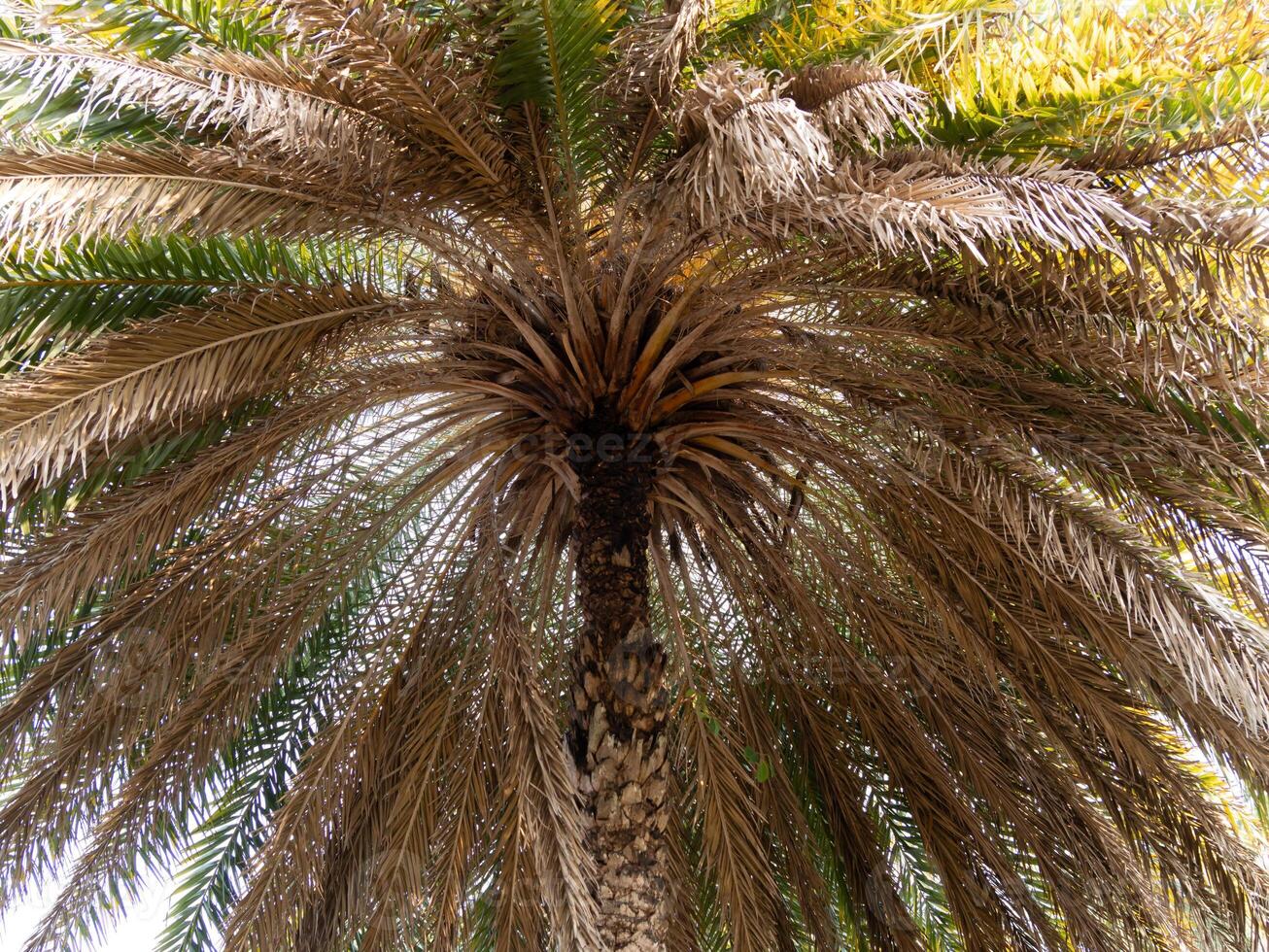 Lush palm tree canopy tropical location nature natural environment upward view serenity photo