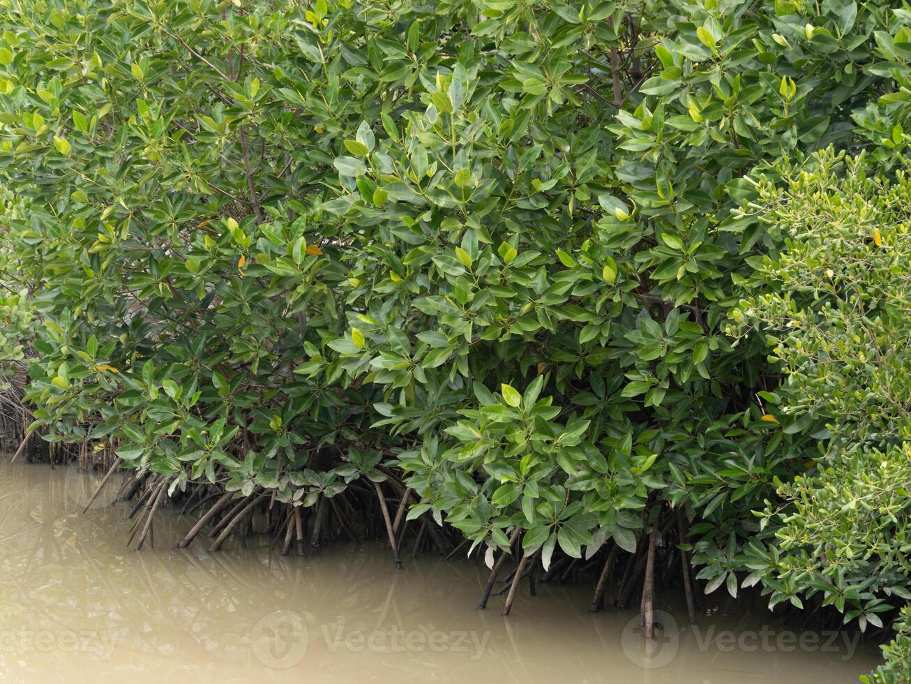 Coastal wetlands and mangrove ecosystems exploring tropical biodiversity and conservation photo