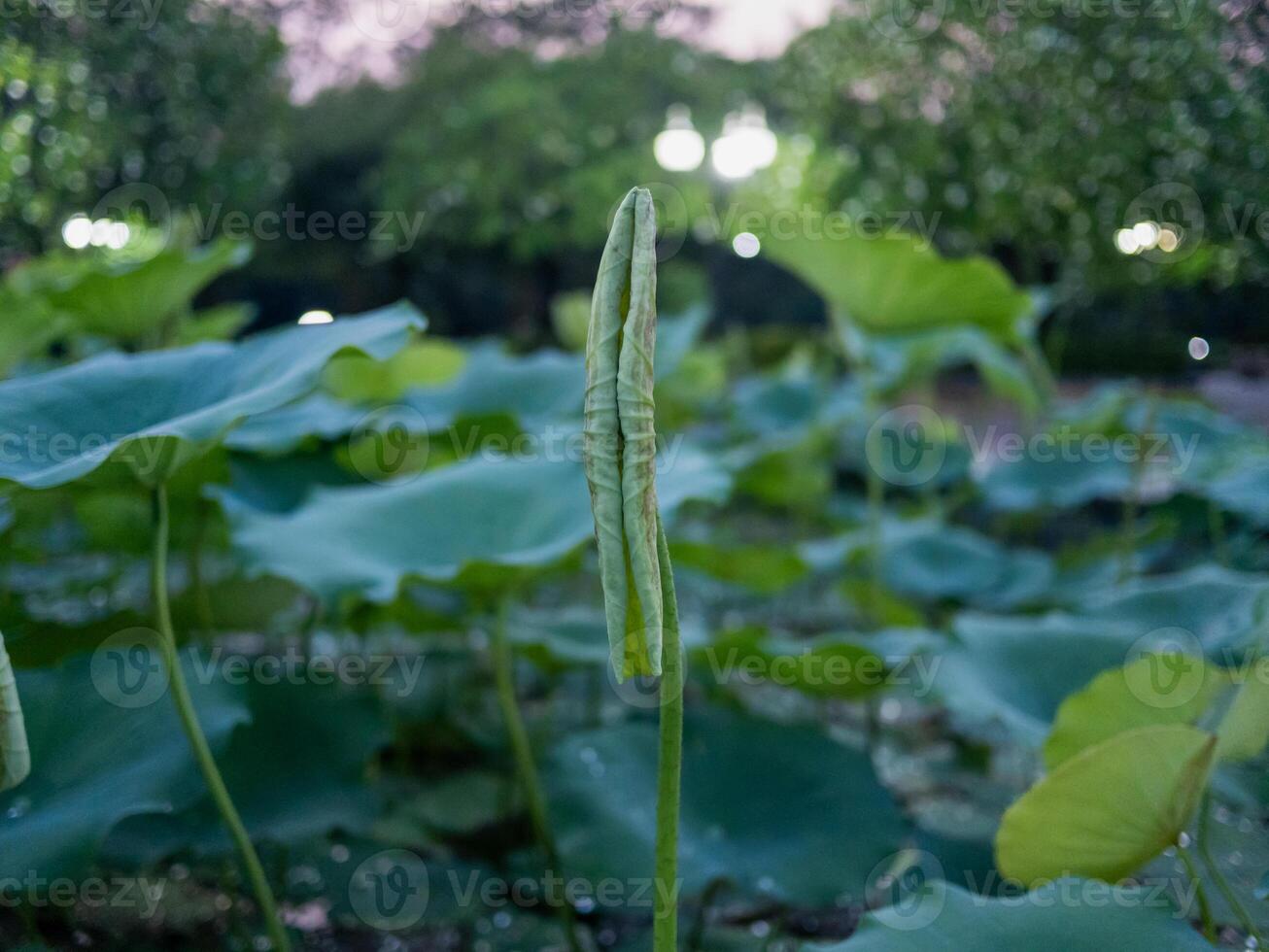Lotus plant growth serene pond nature tranquil environment close-up view photo