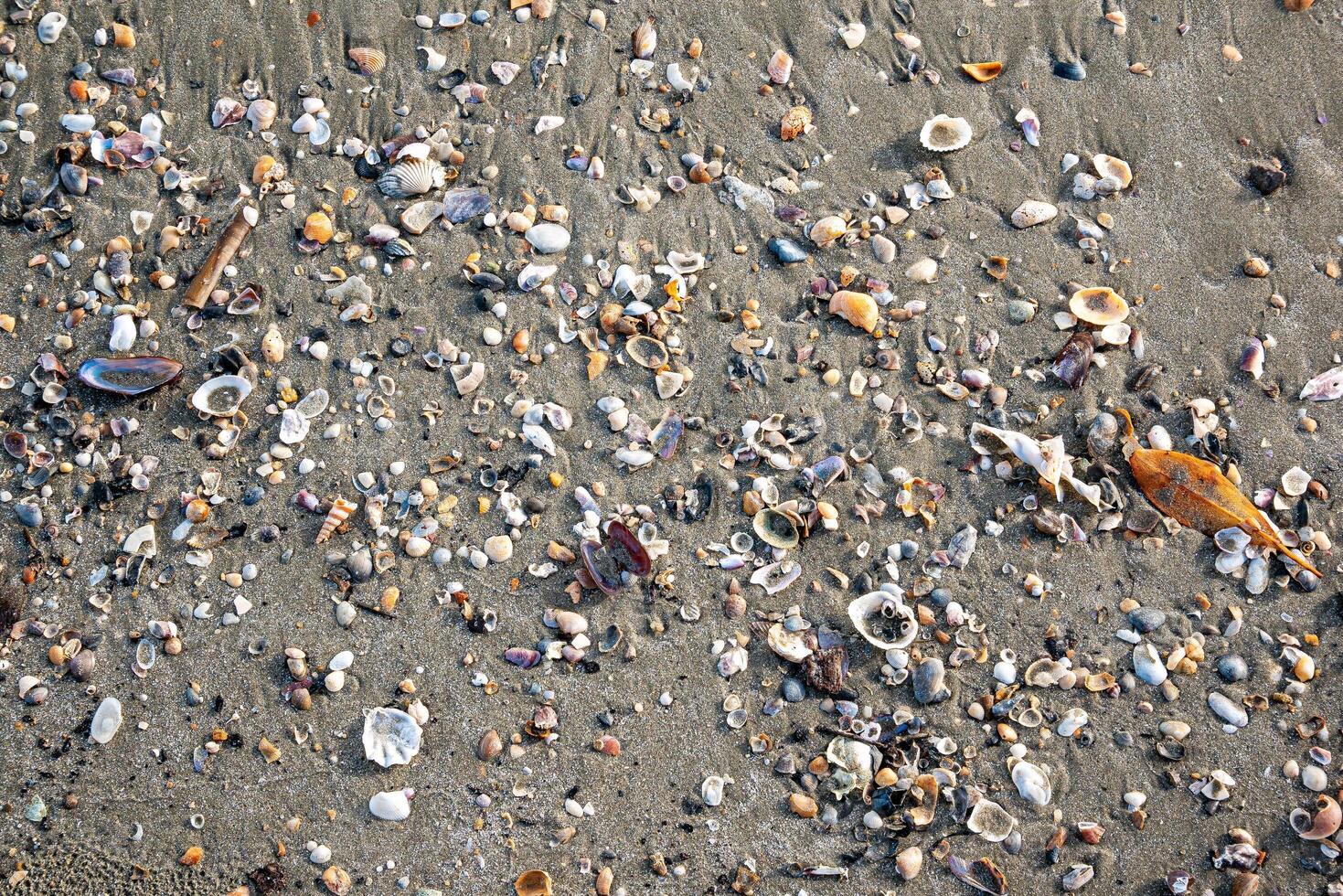 Beach adventure discovering colorful shells a sandy shoreline coastal environment close-up view photo