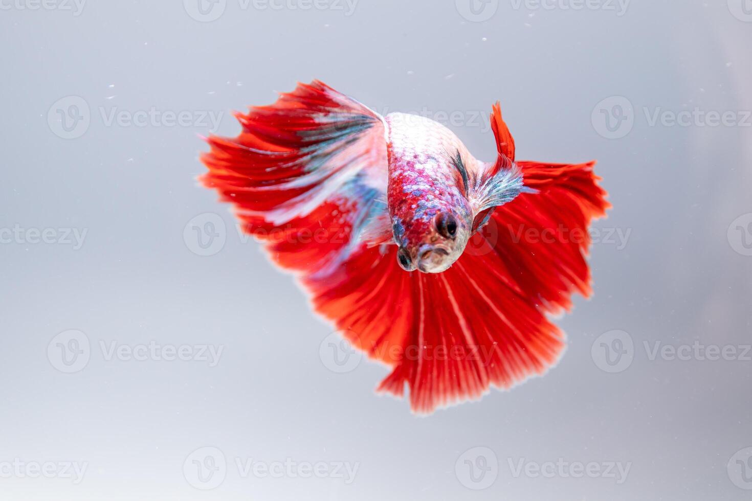Vibrant betta fish swimming gracefully clear water aquatic habitat underwater photo