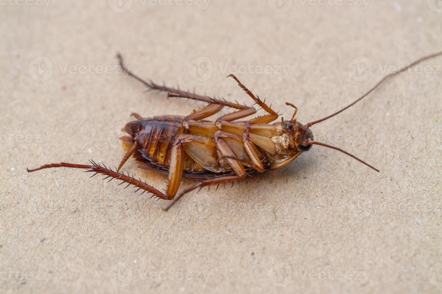 Cockroach infestation control strategies urban home infographic indoor close-up pest management photo