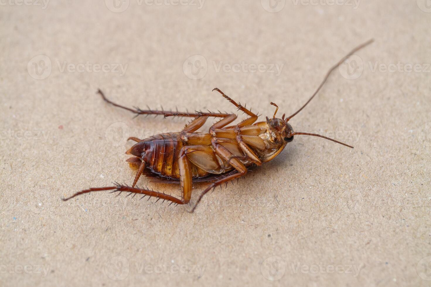 Cockroach encounter urban environment close-up image of an insect surface photo