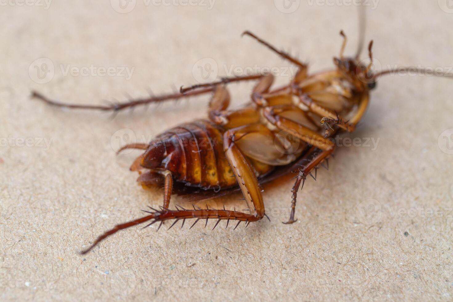 Cockroach infestation urban environment insect macro close-up perspective pest control concept photo