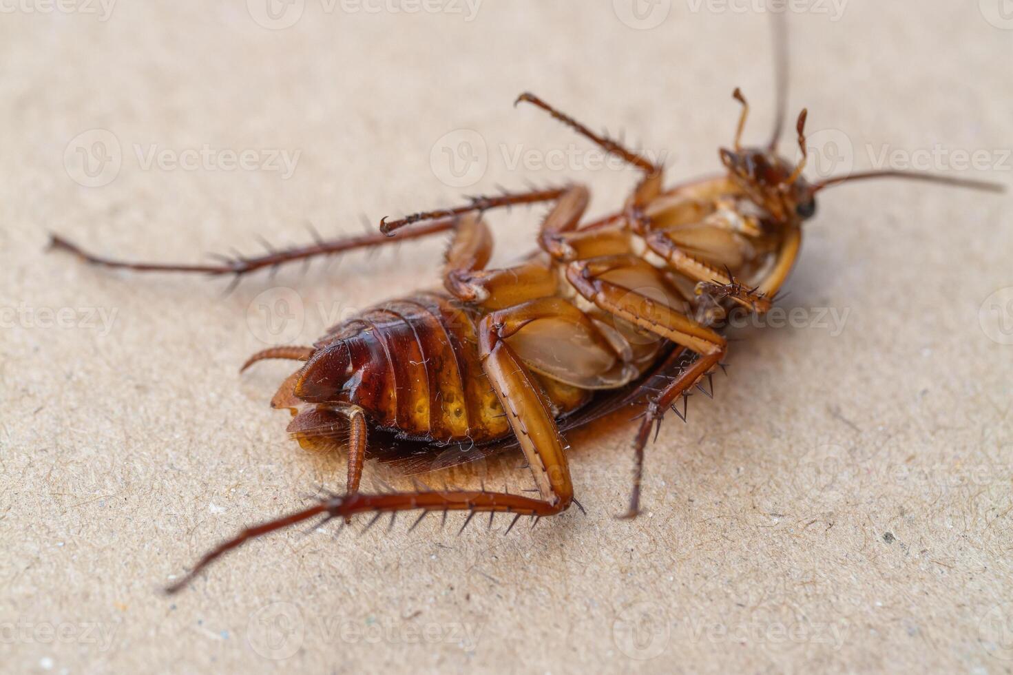 Cockroach encounter indoor space macro close-up detailed study photo