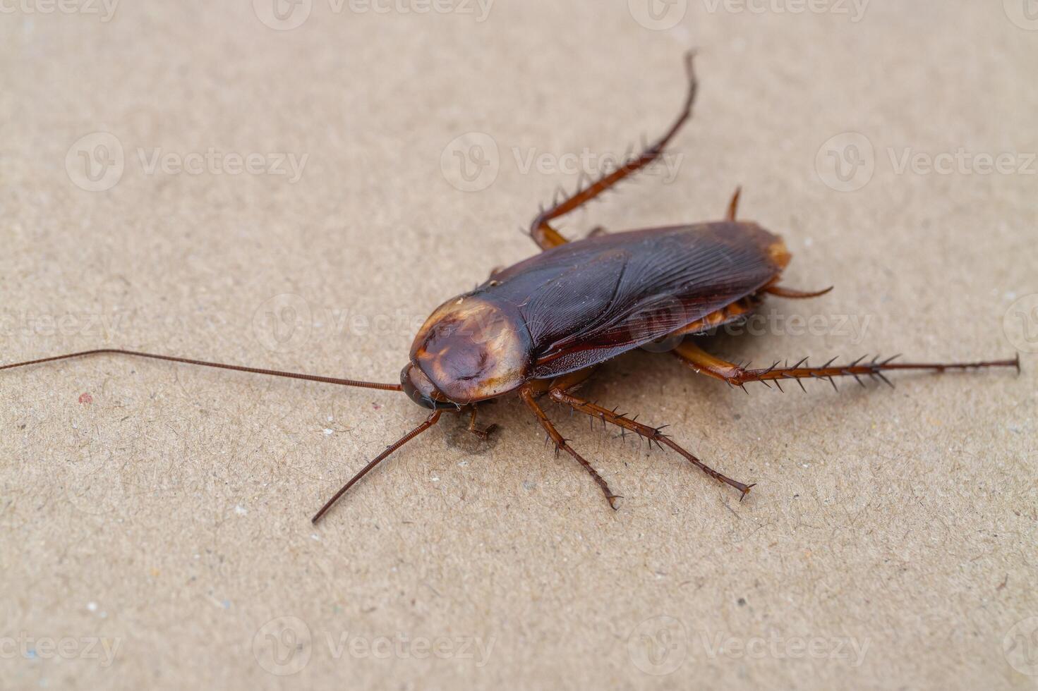Urban cockroach infestation management key pest control tips insights for indoor spaces photo