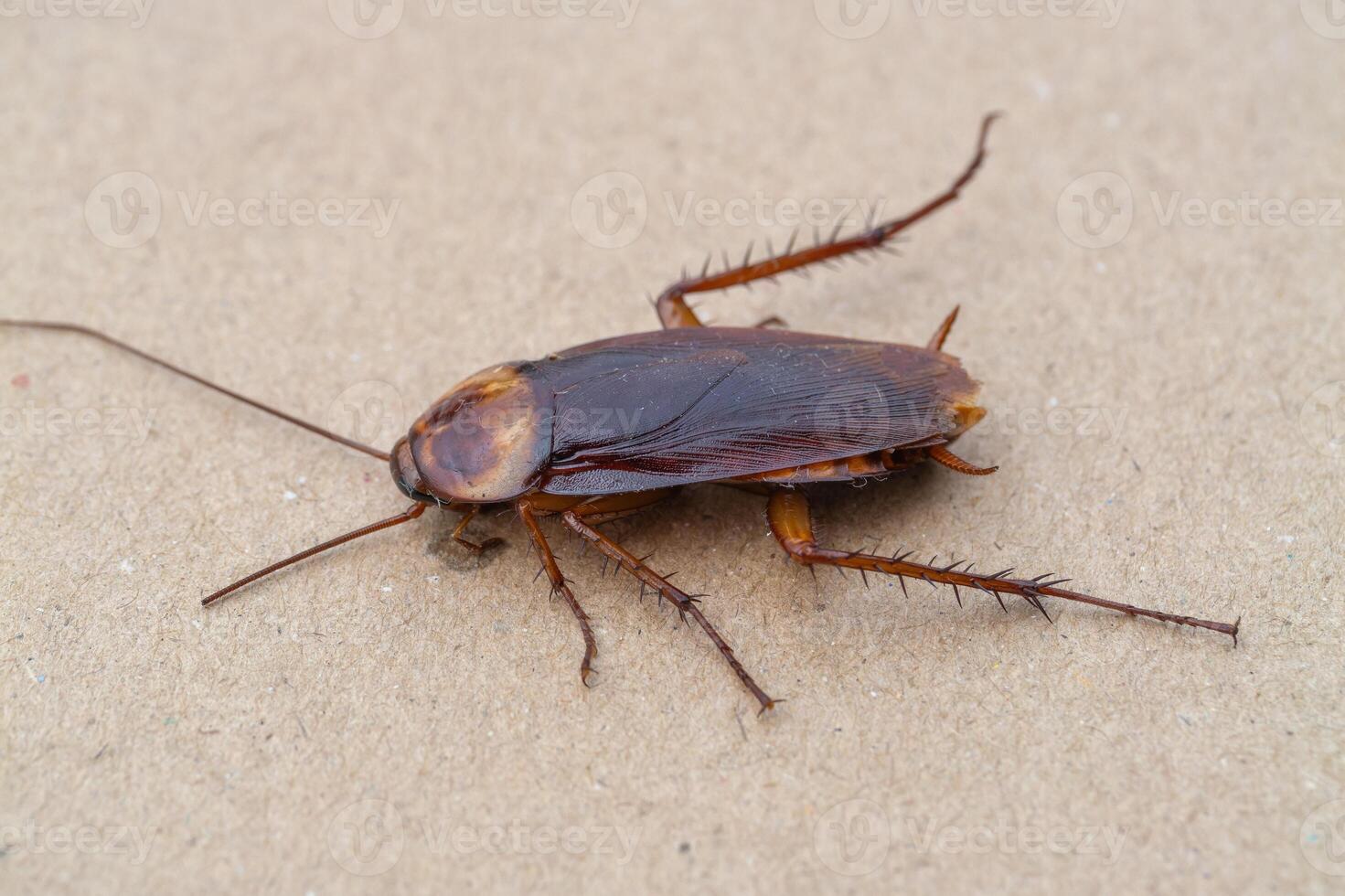 Cockroach infestation alert urban home insect close-up indoor environment macro perspective photo